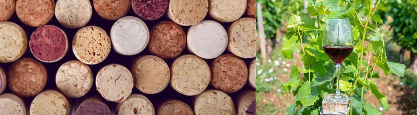 Vielfältige Korken sind in einer Anordnung zu sehen. Daneben steht ein Weinglas mit Rotwein, das auf einem Korken in einem Weinberg platziert ist, umgeben von Weinreben.