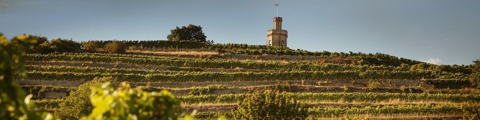 Markus Schneider Ein runder Turm steht auf einem Hügel, umgeben von terrassierten Weinbergen. Die Reben erstrecken sich in grünen Reihen, während ein hellblauer Himmel im Hintergrund zu sehen ist.