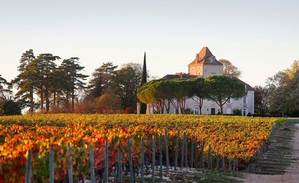 Ein Weinfeld mit bunten Weinreben im Vordergrund, im Hintergrund steht ein elegantes Gebäude mit einem spitzen Dach, umgeben von Bäumen und sanften Hügeln, unter klarem Himmel.