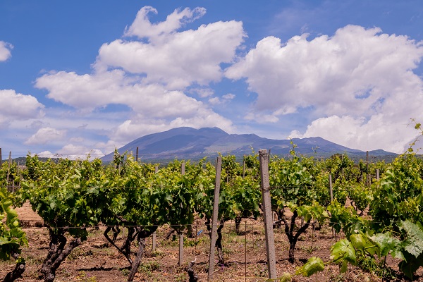 Weinreben wachsen in Reihen auf einem Feld. Im Hintergrund erhebt sich ein Berg unter einem wolkenreichen Himmel. Der Boden ist trocken und es gibt vereinzelt Holzpfosten.
