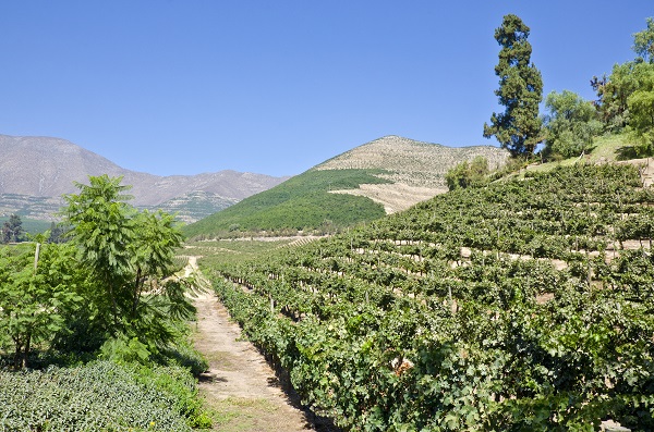 Weinreben reihen sich entlang eines Feldwegs, der durch die Weinberge führt. Im Hintergrund erheben sich sanfte Hügel und Berge unter einem klaren blauen Himmel. Grünes Laub umrahmt die Szene.