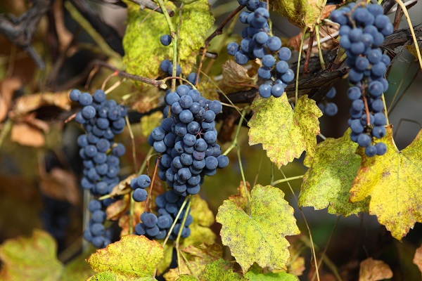 Dunkle Trauben wachsen an einem Weinstock, umgeben von gelbgrünen Blättern. Einige Trauben sind clusters, andere hängen einzeln, alles in einer natürlichen Umgebung.