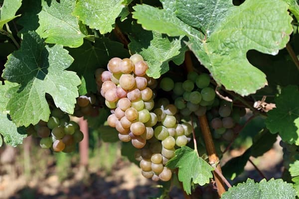 Trauben wachsen in einem Weinberg, hängen in Bunches und sind pink-rot gefärbt. Umgeben von grünen Blättern, die im Sonnenlicht leuchten, ist die Umgebung ländlich und üppig.