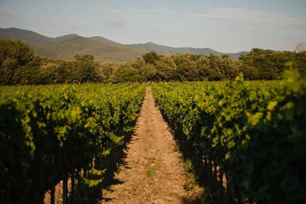 Weinreben erstrecken sich links und rechts eines schmalen Weges, der durch das Feld führt. Im Hintergrund sind sanfte Hügel und bewaldete Flächen unter einem klaren Himmel sichtbar.