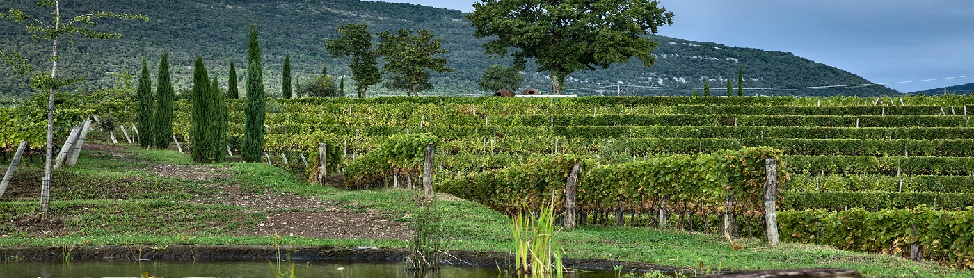 Weinreben erstrecken sich über sanfte Hügel, umgeben von Bäumen. Ein schmaler Weg führt vorbei, während ein ruhiger Teich im Vordergrund spiegelt. Wolken liegen am Himmel.
