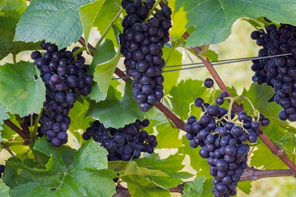 Dunkle Trauben hängen in großer Zahl an einem Weinrebenstamm, umgeben von grünen Blättern. Die Trauben sind reif und glänzend, im Hintergrund sind weitere Blätter sichtbar.