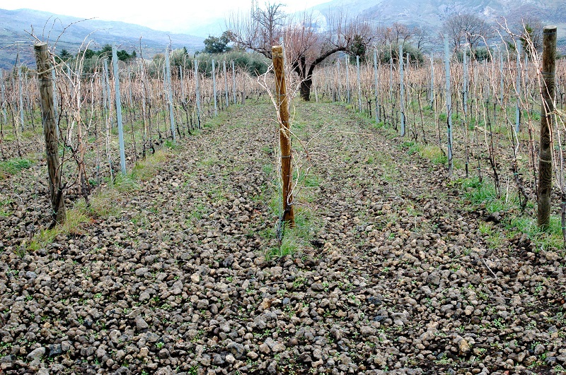 Weinreben sind in geraden Reihen angeordnet und wachsen auf einem steinigen Boden mit frisch grünem Gras dazwischen. Im Hintergrund sind Berge und vielleicht einige Bäume sichtbar.