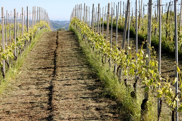 Ein schmaler Weg erstreckt sich zwischen Reihen von Weinstöcken, die an Pfählen befestigt sind. Der Boden ist frisch bearbeitet, und die Umgebung zeigt sanfte Hügel im Hintergrund.