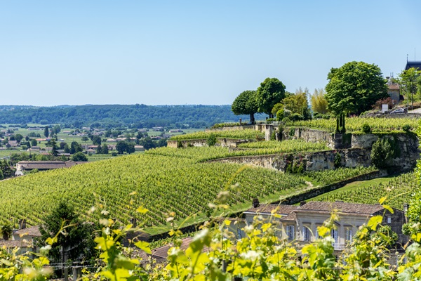 Grüner Weinberg erstreckt sich über sanfte Hügel, während eine klare blaue Sky darüber leuchtet. Im Hintergrund sind einige Bäume und Gebäude sichtbar, die die ländliche Landschaft ergänzen.