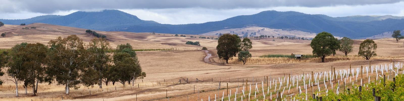 Australien Weinberge