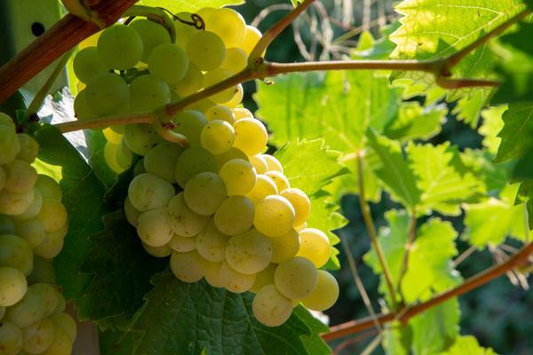 Eine Traube mit vielen gelben, runden Beeren hängt an einem Weinstock, umgeben von grünen Blättern, die im Sonnenlicht leuchten.