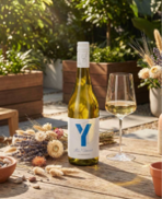 Eine Flasche Weißwein mit einem Etikett, das ein großes -Y- zeigt, steht auf einem Holztisch. Neben der Flasche befindet sich ein Weinglas, während im Hintergrund Topfpflanzen und Trockenblumen sichtbar sind.