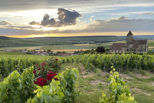 Grüne Weinreben wachsen in einem Hügelbereich, während im Vordergrund rote Rosen blühen. Im Hintergrund erstreckt sich eine Landschaft mit Feldern und einer Kirche, während die Sonne untergeht.