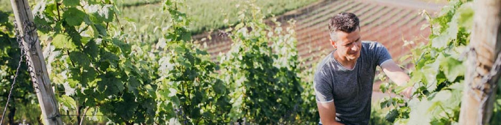 Emrich-Schönleber Ein Mann arbeitet in einem Weinberg, schneidet Traubenreben und kümmert sich um die Pflanzen. Im Hintergrund sind sanfte Hügel mit Reihen von Weinreben zu sehen.