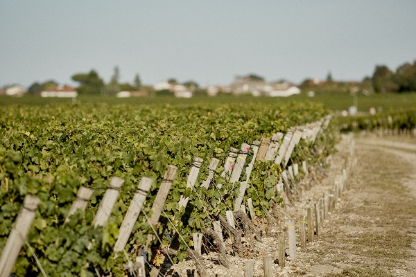 Reben wachsen in einem Weinberg entlang eines Schotterwegs. Im Hintergrund sind einige Häuser und Bäume sichtbar. Der Himmel ist klar und blau.