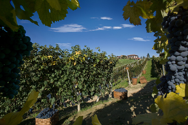 Dunkle Trauben hängen an Rebstöcken, während im Hintergrund ein Weingut und eine Landschaft mit Weinreben zu sehen sind. Der Himmel ist blau mit wenigen Wolken.