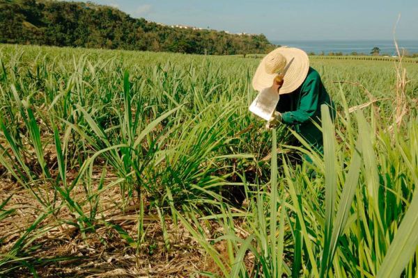 Neisson_04 Ein Landwirt arbeitet in einem Zuckerrohrfeld, beugt sich über die Pflanzen und hält ein Blatt Papier in der Hand. Im Hintergrund sind Hügel und ein klarer Himmel zu sehen.