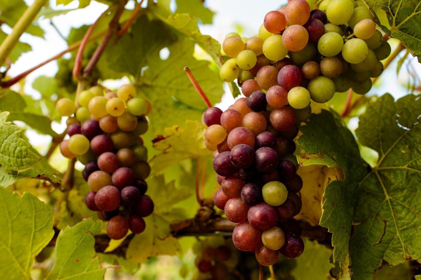 Trauben wachsen in einem Weinberg, verschiedene Farben wie grün, gelb und rot sind sichtbar. Die Trauben hängen an einem Rebstock, umgeben von grünen Blättern.