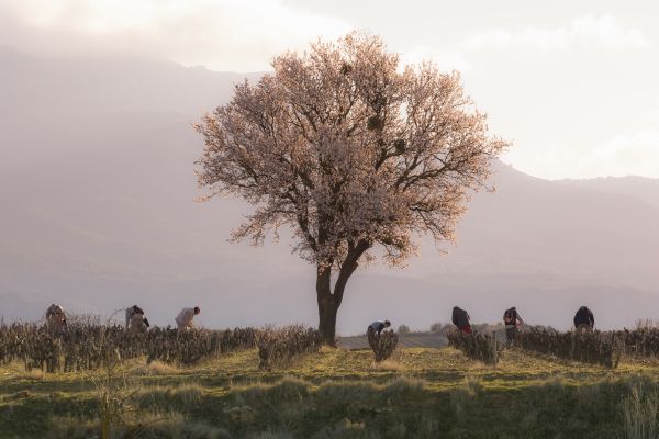 Ein blühender Baum steht allein in einem Feld. Arbeiter pflücken oder bearbeiten Pflanzen in Reihen vor dem Baum, während sanfte Berge und ein nebliger Himmel im Hintergrund sichtbar sind.