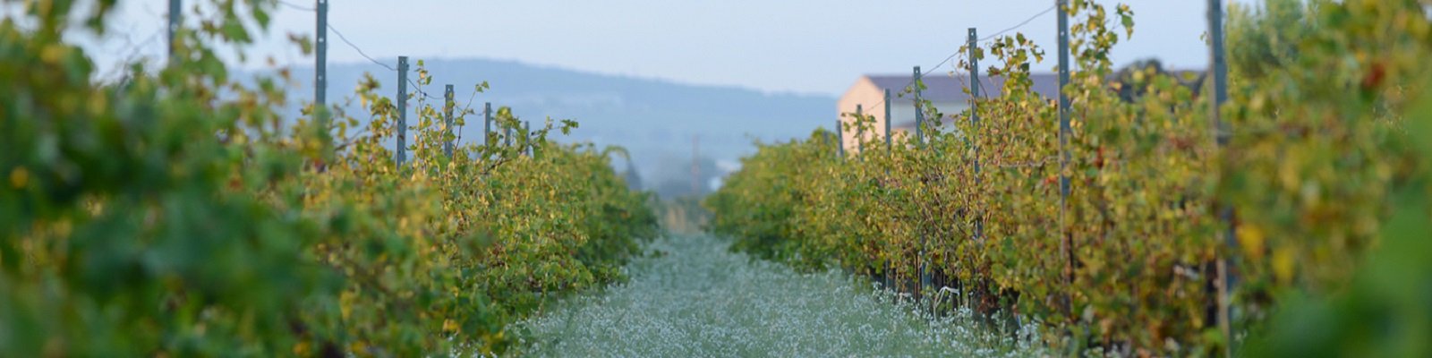 Domaine de la Janasse Reben stehen in Reihen, zwischen denen ein schmaler Weg mit grünem Gras und kleinen weißen Blüten verläuft. Im Hintergrund sind sanfte Hügel und ein Gebäude sichtbar, unter einem hellen Himmel.
