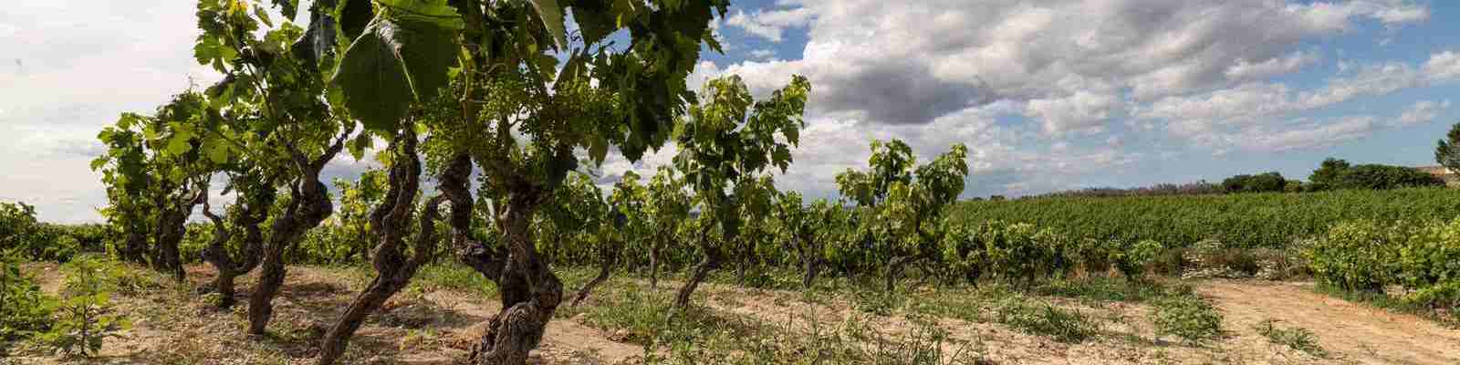 Reben mit Trauben stehen auf einem Acker. Sie wachsen in Reihen, umgeben von grünem Gras und weiteren Weinreben. Der Himmel ist partly cloudy mit einigen Wolken.