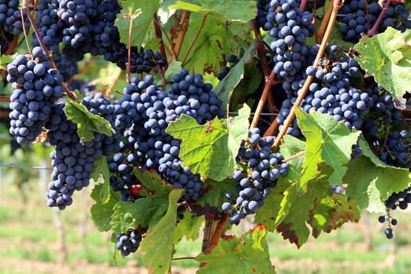Trauben sind in großen Trauben am Weinstock gereift. Die saftigen, blauen Früchte hängen an grünen Blättern, umgeben von einem weiten Weinbaugebiet im Hintergrund.