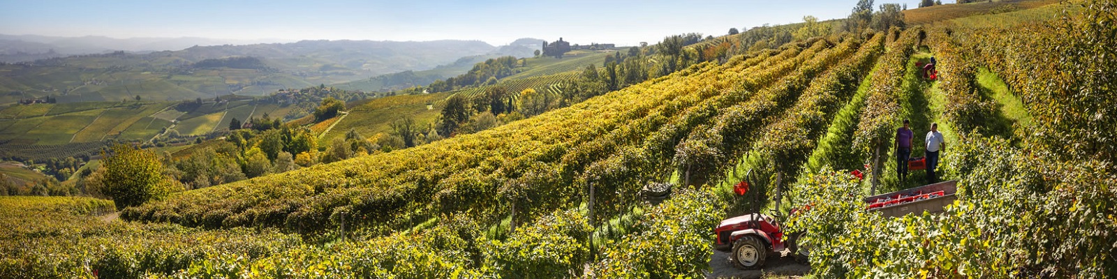 Enzo Boglietti In einem Weinberg arbeiten Personen, während Traktoren in den Reihen stehen. Die Landschaft ist hügelig, mit reifen Weintrauben und bunten Bäumen, unter blauem Himmel.
