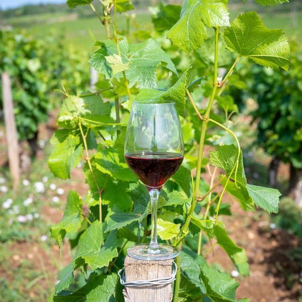 Ein Weinglas mit rotem Wein steht auf einem Holzpfosten, umgeben von üppigem Weinlaub in einem Weinberg. Die Sonne scheint auf die Pflanzen, die in der grünen Landschaft wachsen.