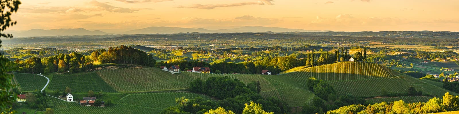 Südtiroler Weinberge