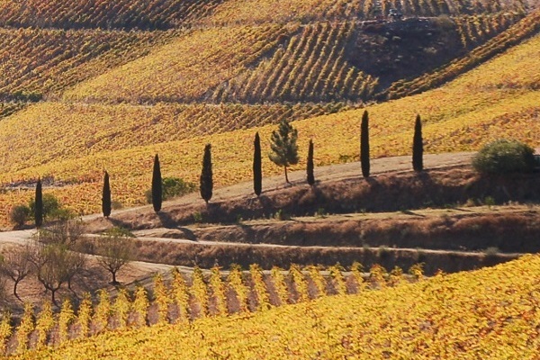Weinreben in verschiedenen Gelbtönen erstrecken sich über sanfte Hügel. Entlang eines Weges stehen hohe Zypressen, die eine malerische Landschaft bilden. Ein einzelner Baum steht in der Mitte.