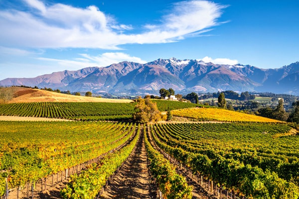 Weinreben reihen sich entlang eines Feldwegs, der durch die Weinberge führt. Im Hintergrund erheben sich sanfte Hügel und Berge unter einem klaren blauen Himmel. Grünes Laub umrahmt die Szene.