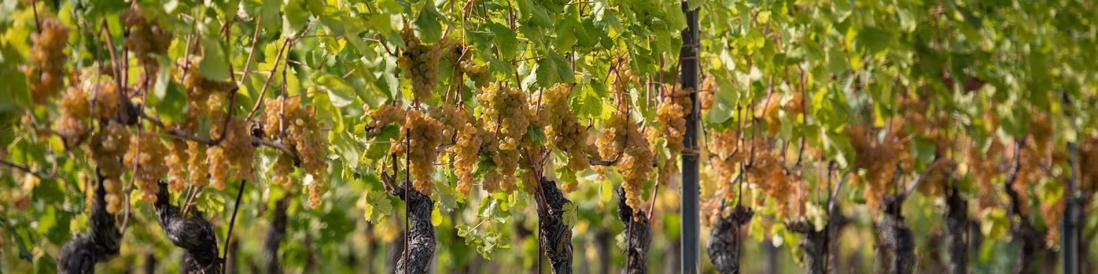 Reben mit einer Fülle von hellgelben Trauben hängen an einem Pfad zwischen grünen Blättern. Die Sonneneinstrahlung sorgt für eine lebendige, freundliche Atmosphäre im Weinberg.