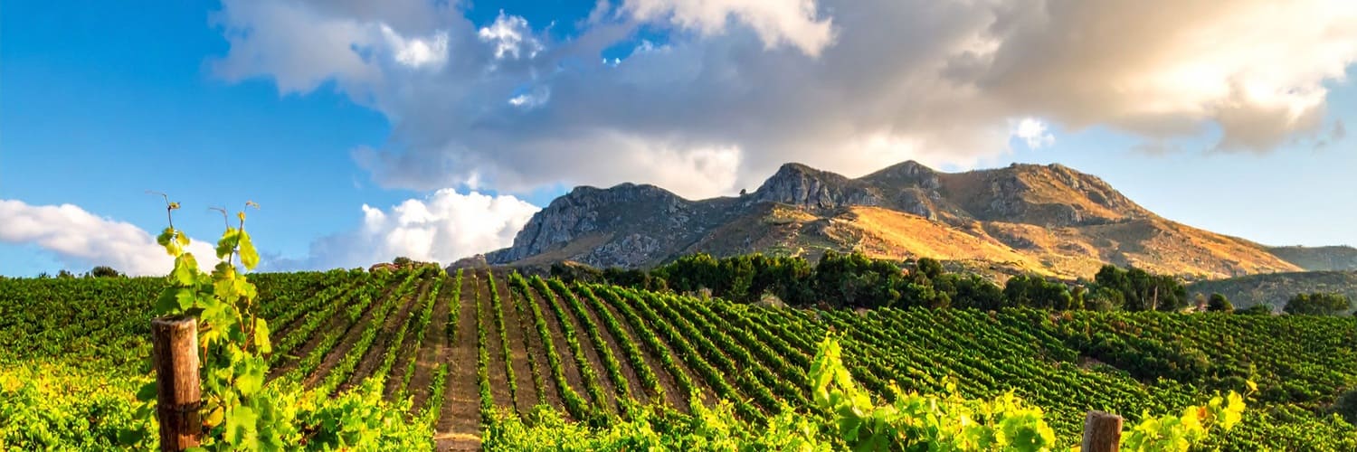 Weinberge erstrecken sich in sanften, geschichteten Reihen über eine Hügel Landschaft. Ein kleiner eröffnetes Stück Land mit Bäumen liegt in der Mitte, umgeben von üppigem Grün.