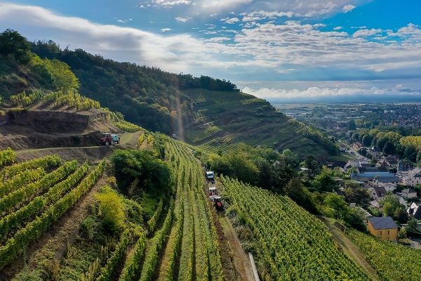 Grüner Weinberg erstreckt sich über sanfte Hügel, während Traktoren zwischen den Reihen fahren. Im Hintergrund sind Wohngebäude und ein klarer Himmel zu sehen, die Landschaft wirkt ruhig und malerisch.
