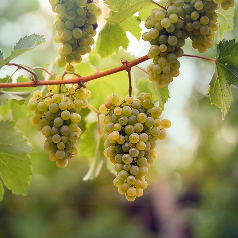 Reife grüne Trauben hängen an einem Ast. Die Beeren sind dicht angeordnet und von gesunden Blättern umgeben, während das Licht sanft darauf fällt.