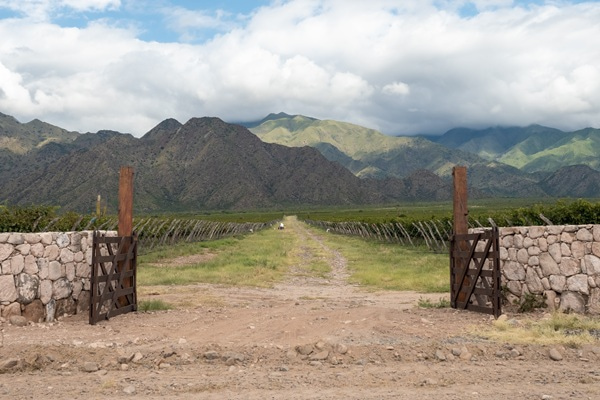 Eine rote Mauerstruktur steht im Vordergrund, umgeben von Weinreben. Im Hintergrund erhebt sich ein schneebedeckter Berg unter einem klaren Himmel.