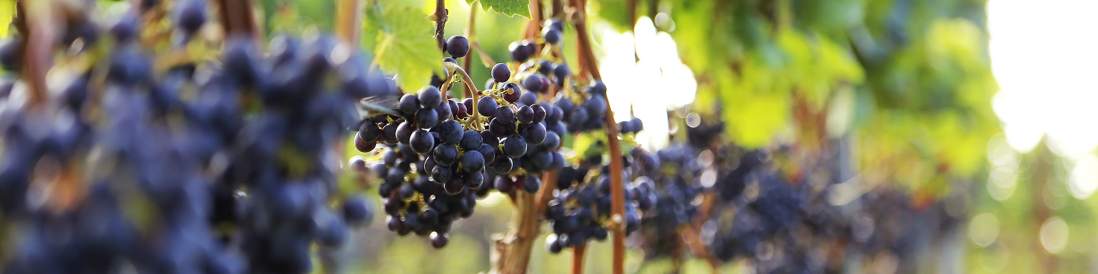 Weintrauben aus der Pfalz