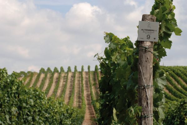 Ein Weinanbaugebiet mit Reihen von Weinreben erstreckt sich im Hintergrund. Ein Pfosten mit dem Schild -ALTENBERG 9- steht im Vordergrund und zeigt den Weg. Der Himmel ist teils bewölkt.