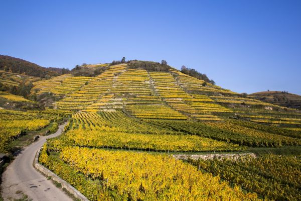 Weinberge erstrecken sich auf sanften Hügeln, die in gelb-rot gefärbt sind. Ein gewundener Weg zieht sich durch die terrassierten Felder unter einem klaren, blauen Himmel.