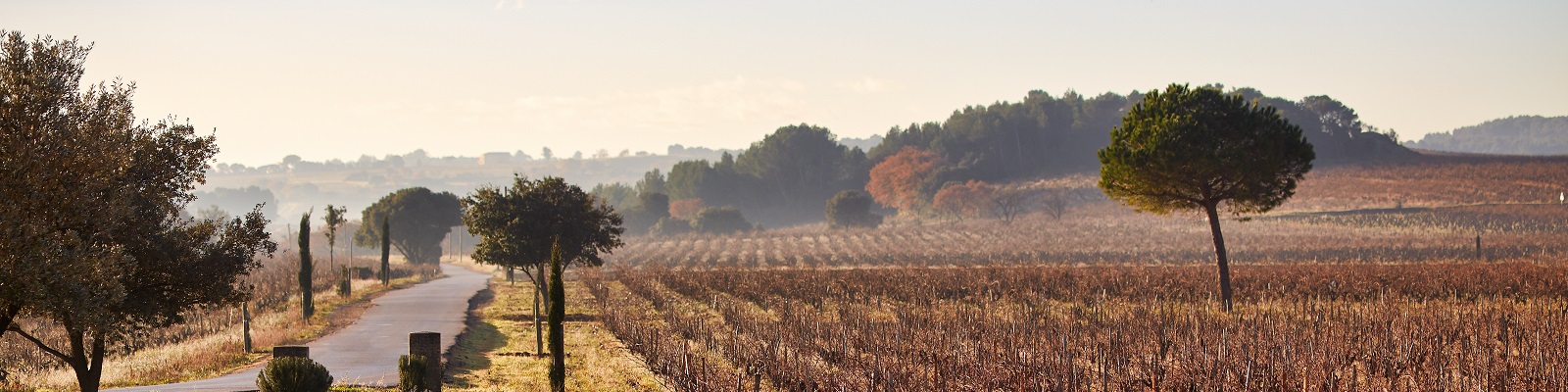 Château de Beaucastel Eine kurvenreiche Straße führt durch eine ruhige Weinlandschaft, umgeben von Bäumen. Im Hintergrund sind sanfte Hügel und Weinreben in sanftem Licht zu sehen.