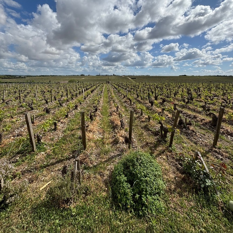 Reben mit jungen Weintrauben wachsen in Reihen, die durch Holzpfähle gestützt werden. Im Hintergrund erstreckt sich eine weitläufige Landschaft unter einem bewölkten Himmel.