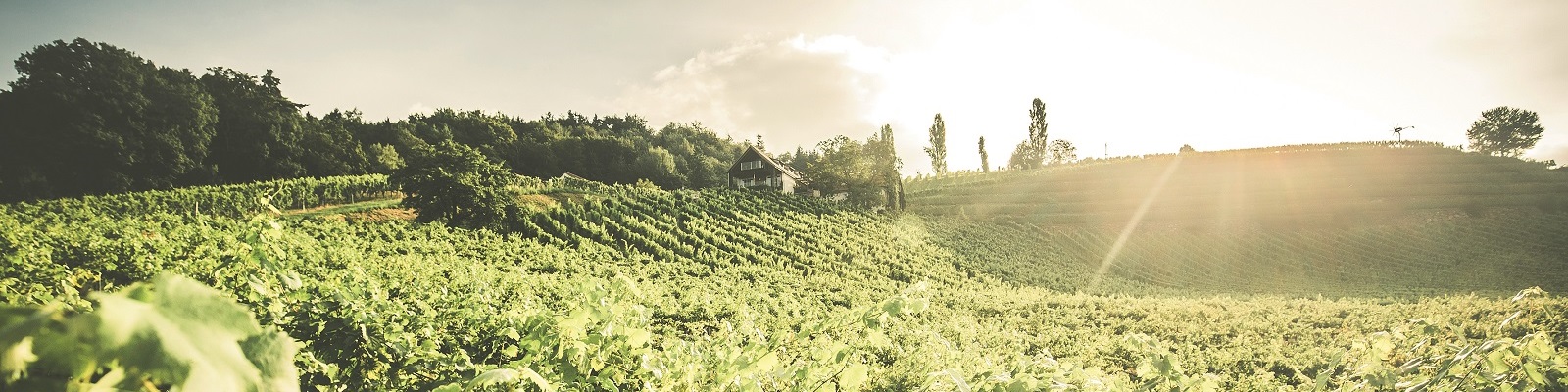 Österreich Weinberg