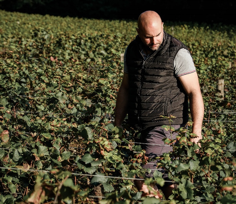 Ein Mann mit Glatze trägt eine Weste und Shorts und geht zwischen Reben in einem Weinberg. Die Umgebung ist grün und sonnig, mit gut gereiften Trauben an den Pflanzen.