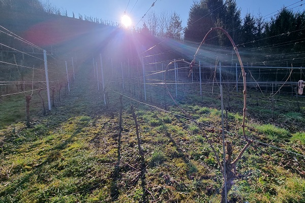 Rebschnitt_600x400 Ein Weinberg mit Reihen von Rebstöcken steht im Sonnenlicht. Die Sonne scheint durch die Äste, während der Boden mit frischem Gras bedeckt ist. Bäume sind im Hintergrund sichtbar.
