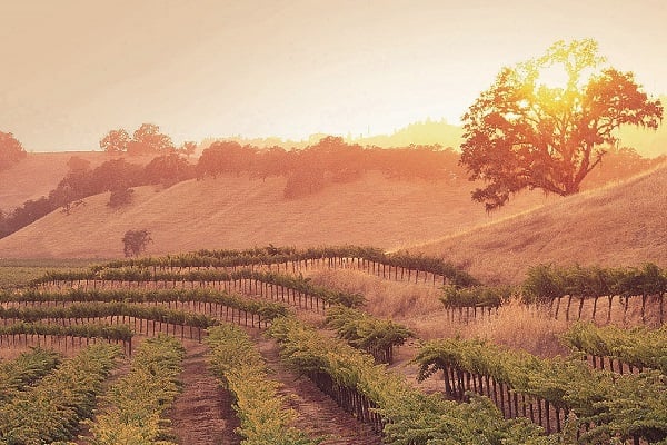 Weinreben erstrecken sich über sanfte Hügel, während die Sonne am Horizont aufgeht. Ein einzelner Baum steht vor der Szenerie, umgeben von goldenen Wiesen.