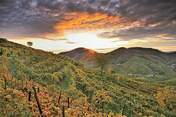 Weinreben erstrecken sich über sanfte Hügel, während die Sonne hinter ihnen aufgeht und den Himmel in warmen Farben erleuchtet. Wolken ziehen langsam vorbei.