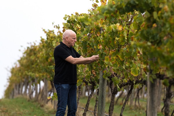 Ein Mann mit Glatze steht in einem Weinberg und schneidet Pflanzenteile ab. Um ihn herum wachsen Reihen von Weinreben unter einem bewölkten Himmel.