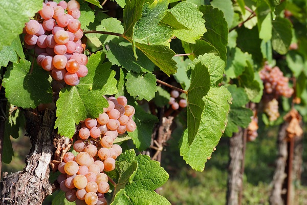 Trauben wachsen in einem Weinberg, hängen in Bunches und sind pink-rot gefärbt. Umgeben von grünen Blättern, die im Sonnenlicht leuchten, ist die Umgebung ländlich und üppig.