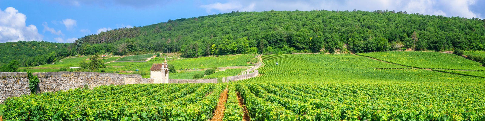 Weinreben erstrecken sich über sanfte Hügel, während ein kleiner Steinbau und üppiges Grün im Hintergrund sichtbar sind. Ein klarer Himmel mit wenigen Wolken ergänzt die idyllische Landschaft.