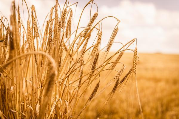 Eine Gruppe von reifen, goldenen Weizenähren steht im Vordergrund, während sich das Feld im Hintergrund weit erstreckt. Der Himmel ist hell und bewölkt, was eine warme Atmosphäre schafft.